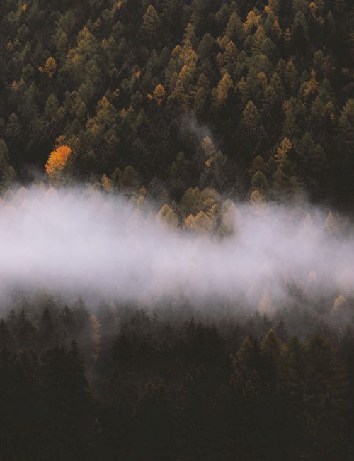 A misty forest with dense trees, a few showing autumn colors, and a layer of fog rolling through the middle, creating a serene atmosphere.