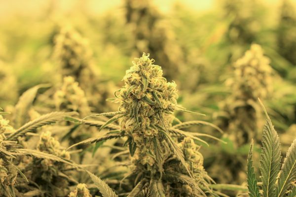The image features a close-up view of cannabis plants with dense buds and leaves, set in a warmly lit environment, possibly a greenhouse.