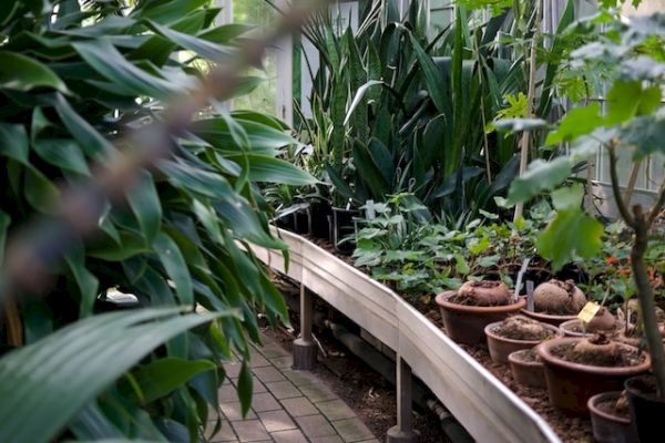 The image shows a greenhouse with various green plants and potted plants lined up along a curved pathway.