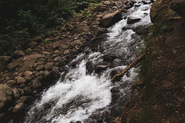 A flowing river with clear water running over rocks and surrounded by lush greenery in a forest setting.